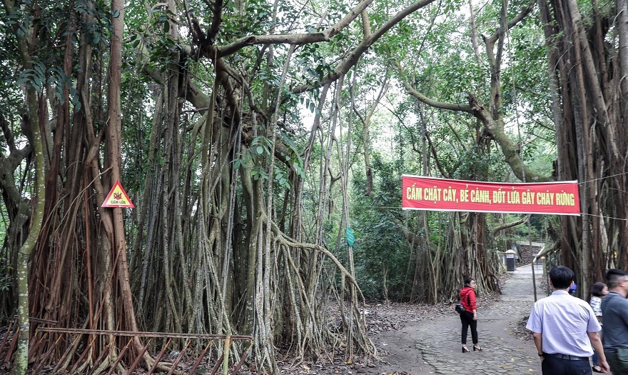Rừng nguyên sinh tại đảo Hòn Dấu