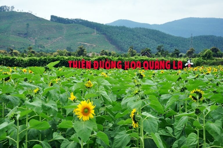 Thiên đường hoa Quảng La – Điểm đến lý tưởng cho người yêu hoa