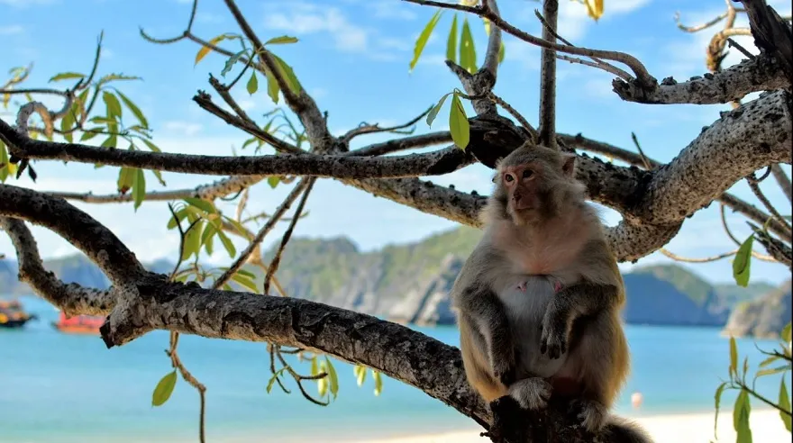 Khỉ đuôi dài (Macaca fascicularis) tại đảo Cát Dứa (Đảo Khỉ)