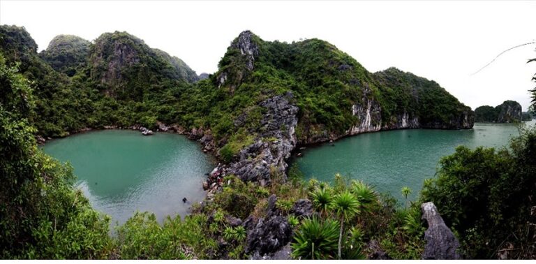 Tùng Áng Cống Đỏ