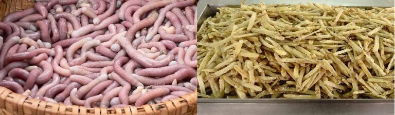 Đặc sản Sá Sùng Quảng Ninh: Hương vị biển cả khó quên