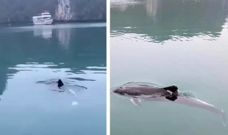 Cá heo tại Hang Luồn