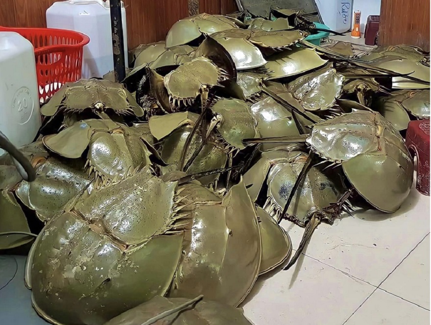 Sam biển là một trong những món hải sản đặc biệt tại Quảng Ninh