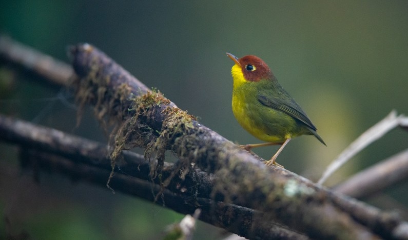 Chích đuôi cụt bụng vàng (Cettia castaneocoronata)