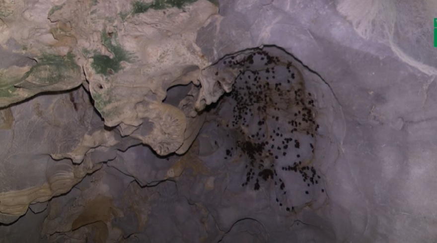 Nơi cuối cùng của hang Trung Trang là một khoang có diện tích lơn và nà nơi trú ngụ của loài dơi nếp mũi Hạ Long