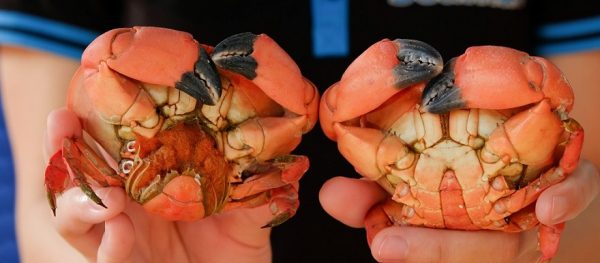 Phân biệt Cù Kỳ đực và cái