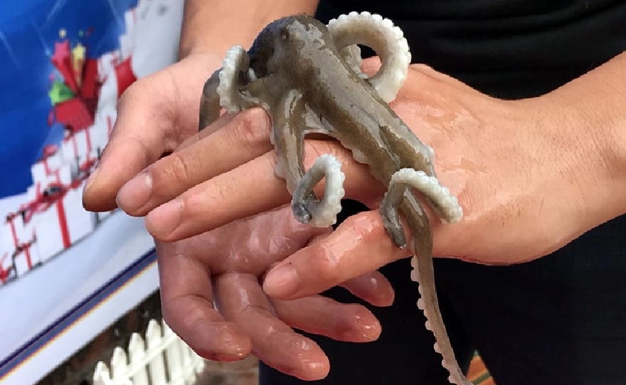 Ruốc lỗ đặc sản chứ dang của Quảng Ninh