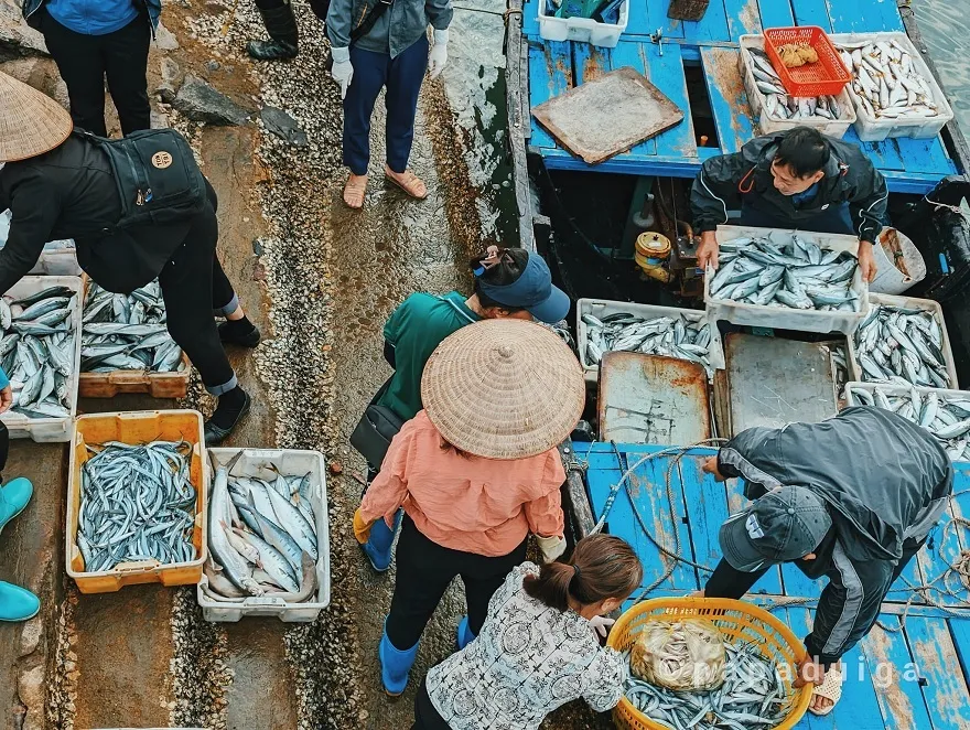 Người dân tại Cái Bèo chủ yếu mưu sinh bằng nghề đánh bắt thủy hải sản