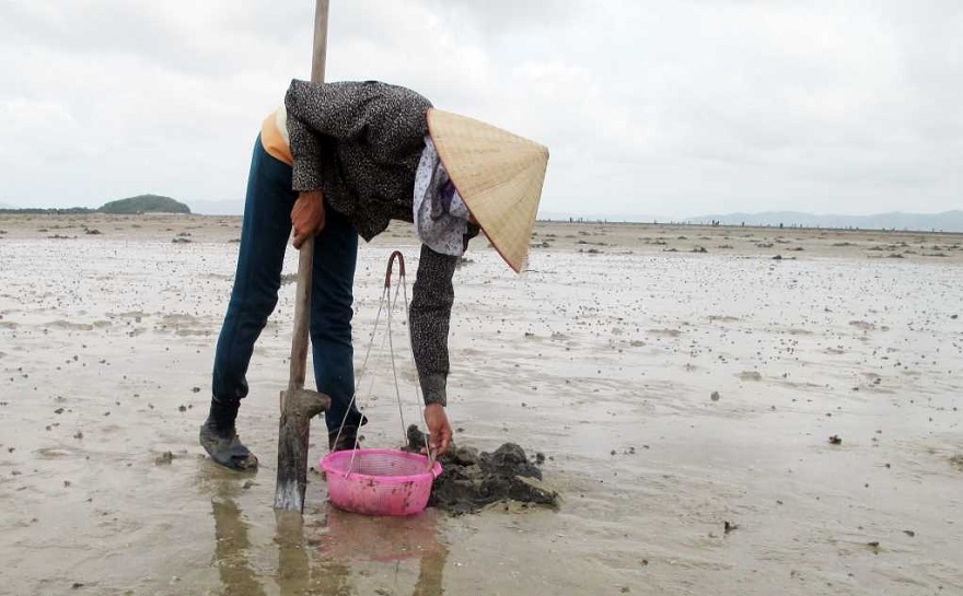Những người phụ nữ Vân Đồn thường sử dụng một dụng cụ chuyên biệt có tên la xẻng mai để đào Sá Sung