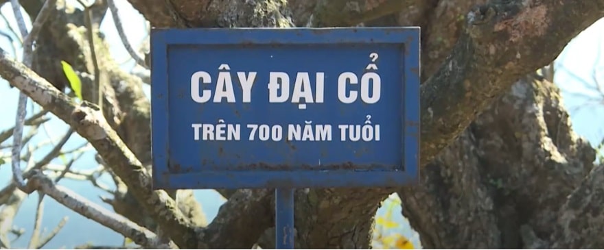 Cây Đại cổ thụ 700 năm tuổi trước chùa Hoa Yên