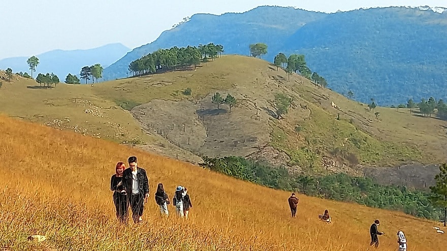 Cỏ cháy và cỏ xanh trên đỉnh Phượng Hoàng