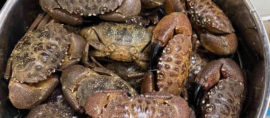 Cù kỳ đen Quảng Ninh