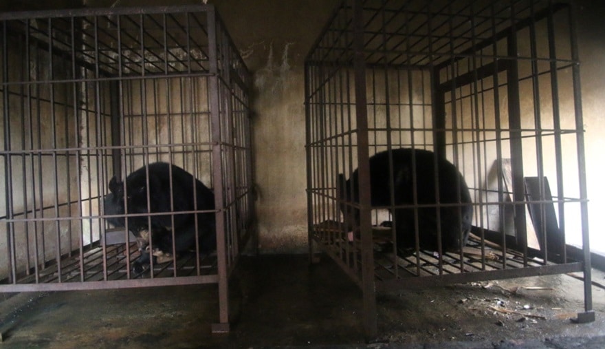 Hai chú gấu ngựa được cứu hộ tại đảo Ba Mùn