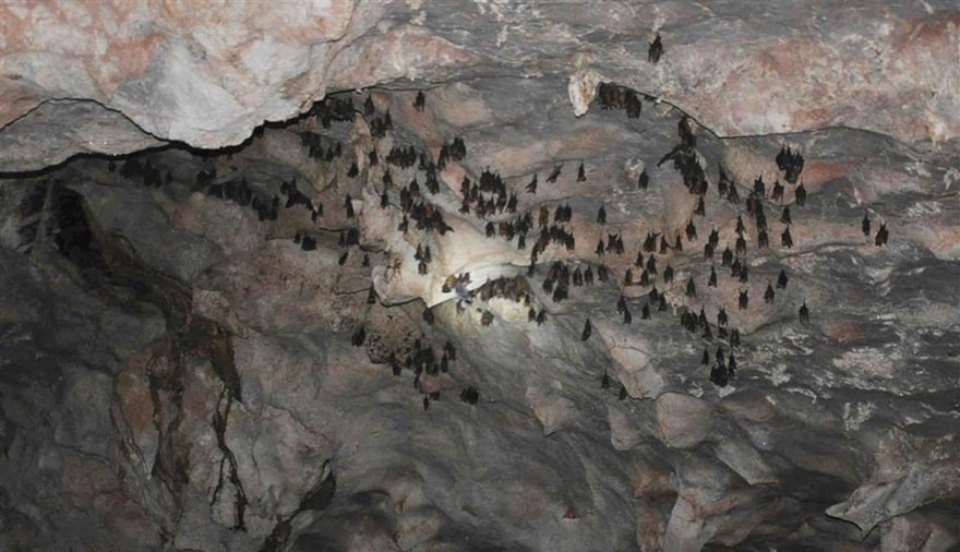 Hang Dơi trên đảo Cái Lim