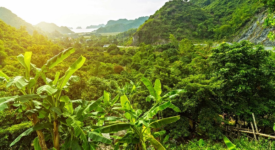 Hệ sinh thái rừng nhiệt đới