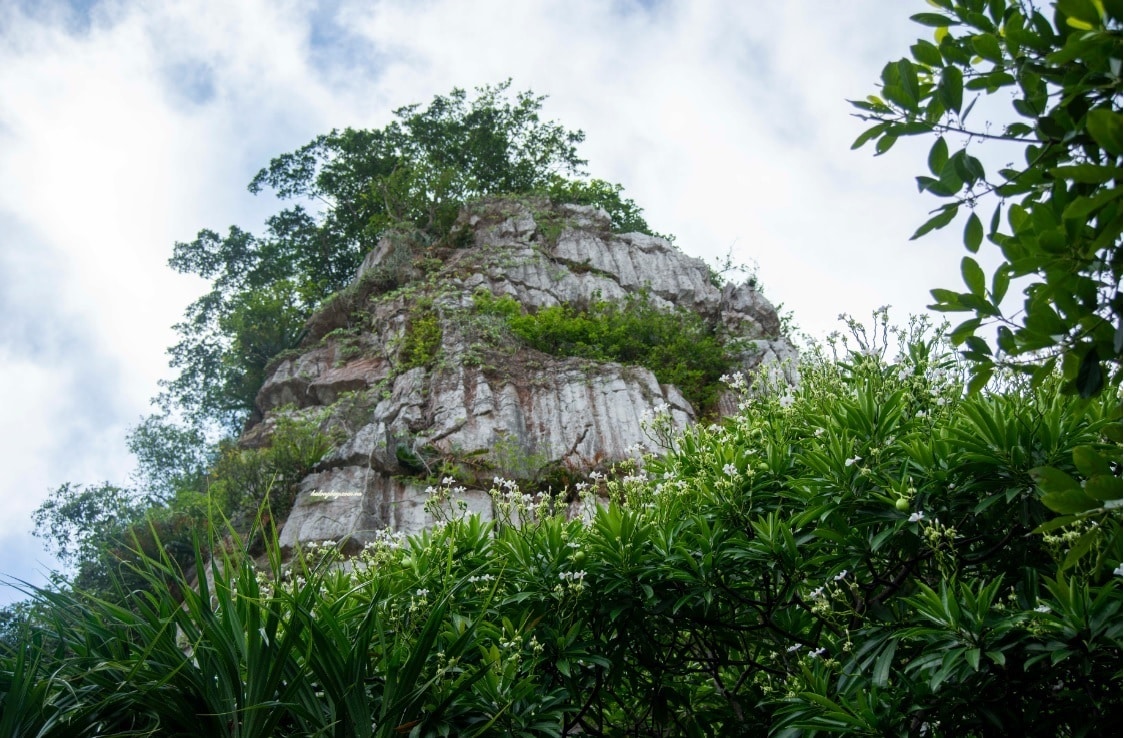 Hệ sinh thái rừng phiêu sinh
