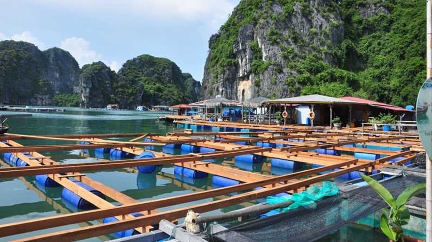 Khu vực bè nuối trồng thủy sản 