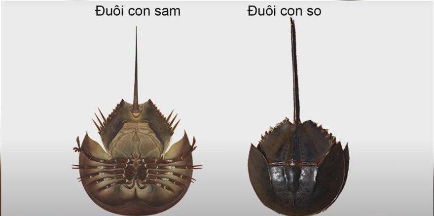 Phân biệt con Sam và con So