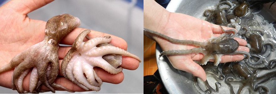 Ruốc chân dài (phải) ăn ngon hơn và nhiều dinh dưỡng hơn ruốc chân ngắn (trái)