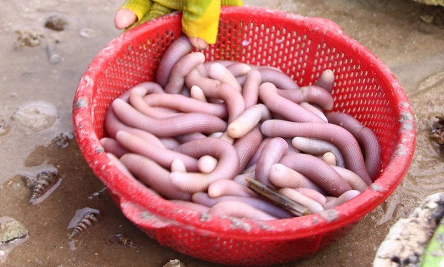 Sá Sùng tươi Vân Đồn (Quảng Ninh)