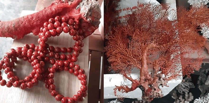 San hô đỏ có thế được chế tạo thành các trang sức như vòng tay, vòng cổ... rất thích hợp để làm quà tặng cho các vua chúa thời bấy giờ