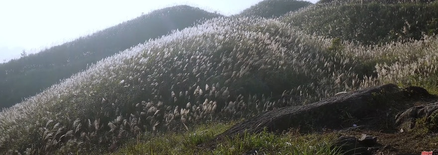 Thiên đường hoa cỏ lạu tại mốc 1297