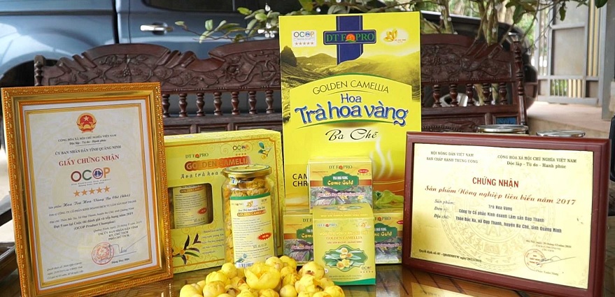 Trà hoa vàng Ba Chẽ