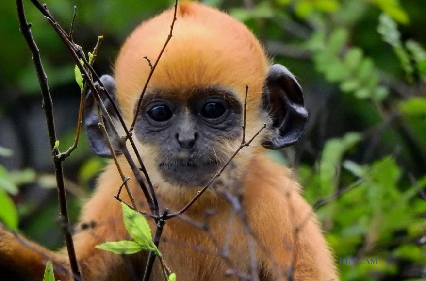 Voọc Cát Bà (Trachypithecus poliocephalus) iện tại số lượng hiện còn khoảng 70 cá thể