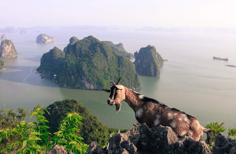 Dê rừng gây kinh ngạc cho du khách trên đường lên đỉnh núi